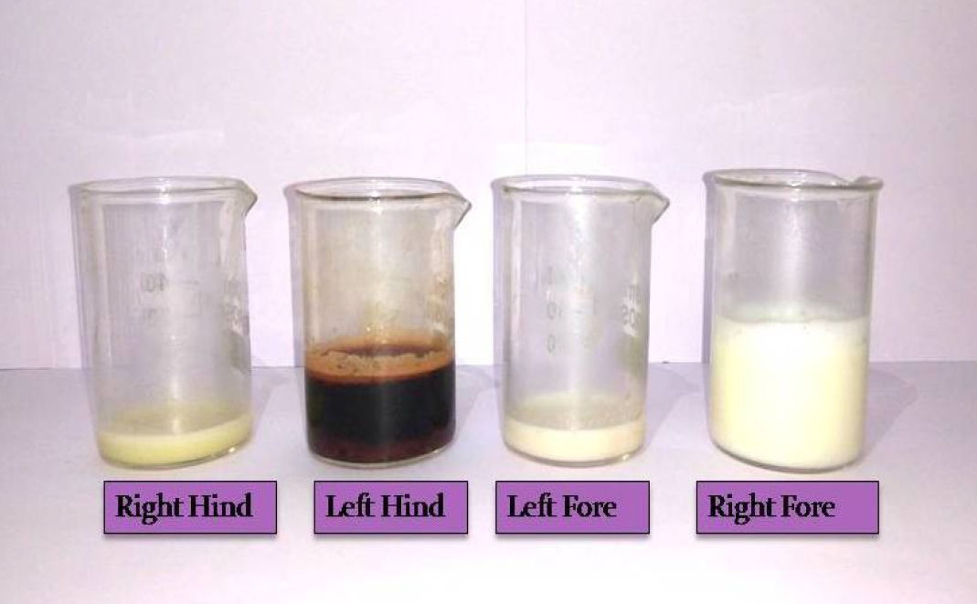 Milk Samples from affected udders