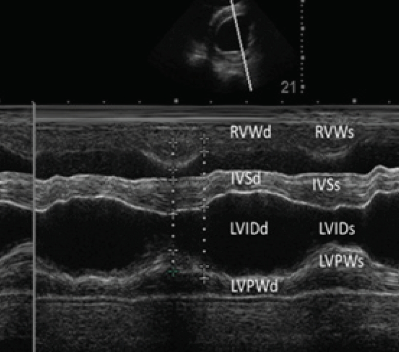 M-mode echocardiographic image in a healthy animal (Rt parasternal short axis view)