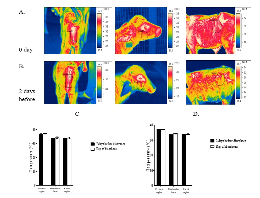 The figure represents A. IRT image of perianal, cheek and para lumbar fossa on the day of diarrhoea; B. IRT image of perianal, cheek and para lumbar fossa 2 days before diarrhoea C. Perianal, cheek and Para lumbar fossa temperature (°C) of two days before and on the day of diarrhoea D. Perianal, cheek and Para lumbar fossa temperature (°C) of seven days average before diarrhoea and on the day in diarrhoea affected calves.