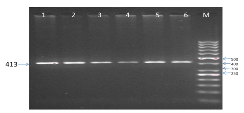 PCR amplified product of DGAT1 gene in Murrah buffalo.                         Lane 1-6: Murrahbuffalo PCR product (413 bp). M 50 bp Marker.Figure 2. PCR RFLP genotyping K232A  SNP using Eae I restrictionenzymein  Murrah buffalo. Lane 1-6: 413 bp KK genotype (monomorphic); M 50 bp Marker.