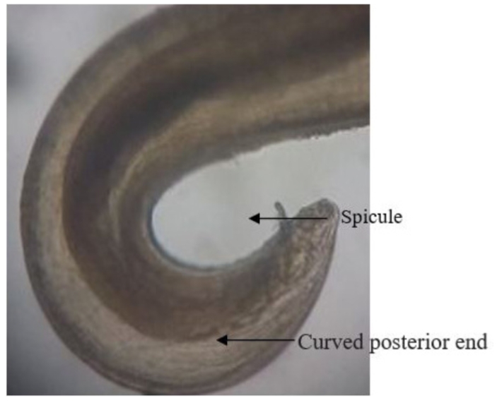 Thelazia rhodesii (male worm) with spicule.