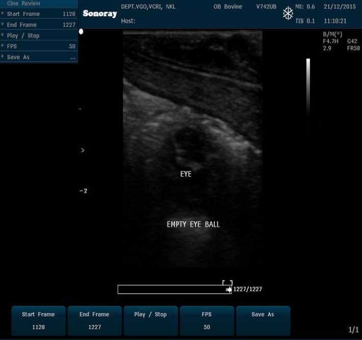 Ultrasound image showing mummified fetus with empty eyeball and lack of fetal fluid and placentomes.