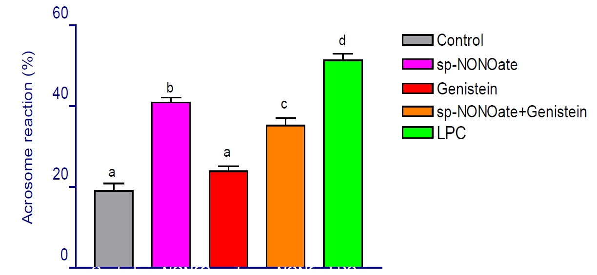 Effect of protein tyrosine kinase (PTK) inhibitor on acrosome reaction (AR). Heparin-capacitated buffalo spermatozoa were incubated for 15 minutes under various conditions: in the absence of any treatment (control), in the presence of spermine-NONOate (100 μM), genistein (3 μM), a combination of spermine-NONOate + genistein, and LPC (used as a positive control to induce AR). Data are presented as mean ± SEM from three independent samples. Different letters (a, b, c, d) indicate significant differences (P<0.05).