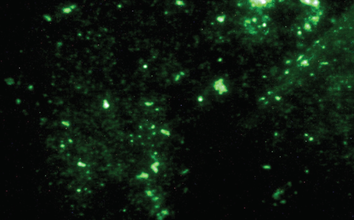 fluorescent green colour rods of MAP organisms (FAT, 1000X) (arrows)