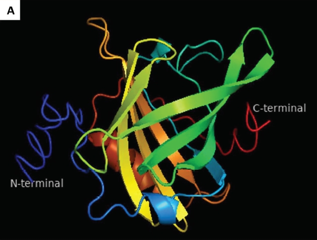 Predicted 3D structure of the Bu_βLG protein by I-TASSER Server