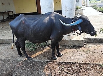 Same buffalo able to stand and walk immediately after whole blood transfusion.