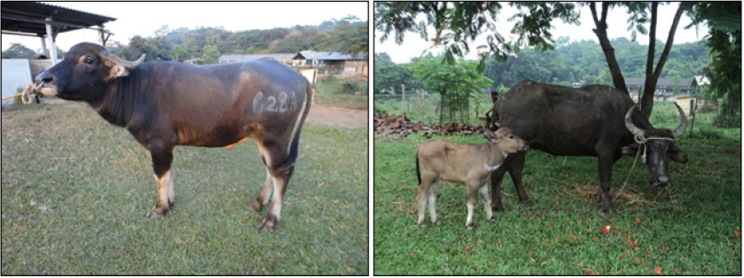 Luit buffaloes: male, female and calf.