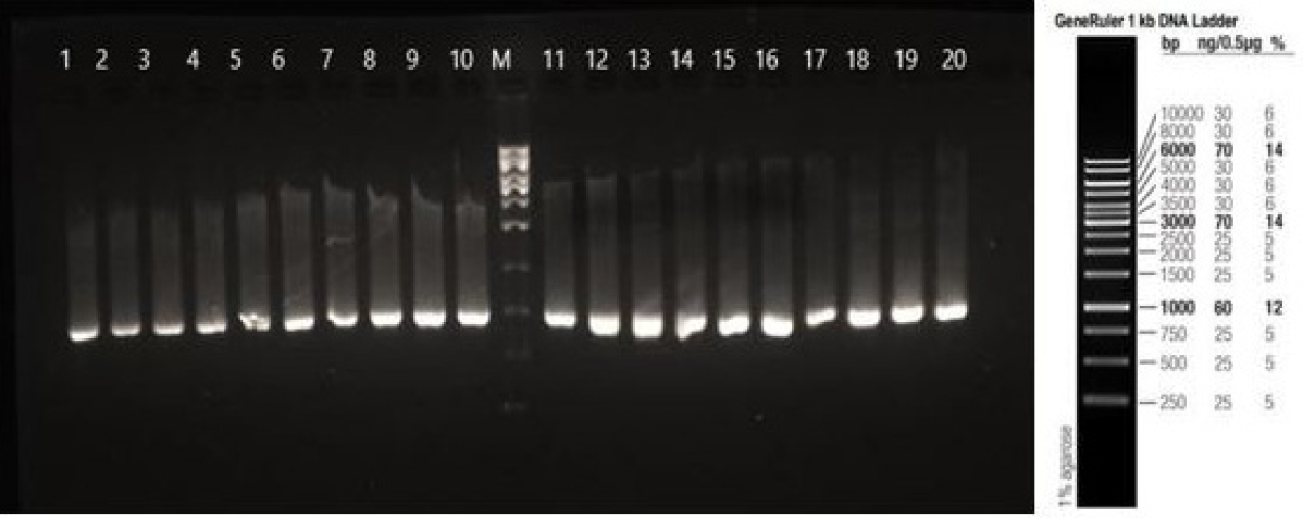The image of the PCR product of the COI gene (709 bp) region of buffalo DNA on agarose gel.