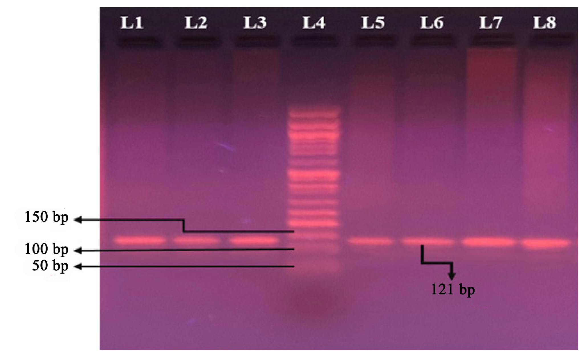 Electrophoresis pattern of PCR products generated by amplification of CSN2 gene on 2% agarose gel. Lanes 1-3: S37 to S39; Lane 4: 50 bp DNA ladder; Lanes 5-8: S40 to S43.