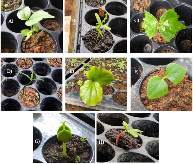 The cotyledon shape grown from seeds in the nursery