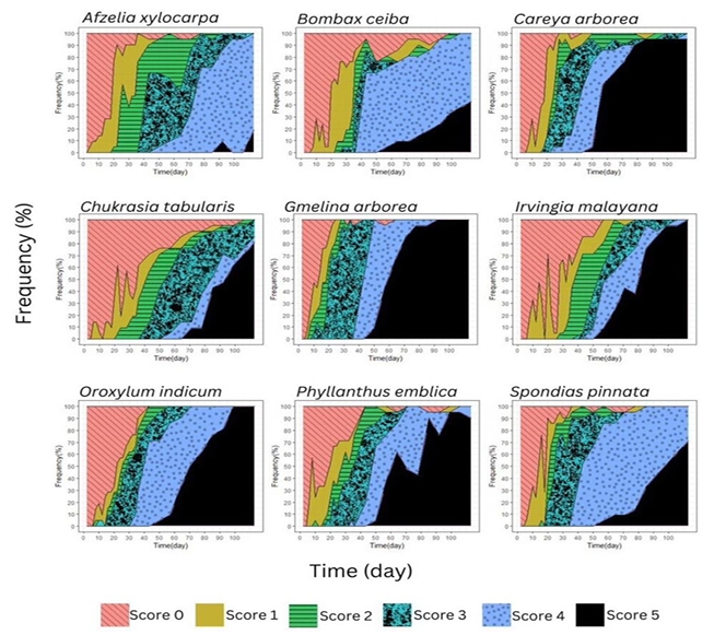 Frequency of drought scores of seedling tree species throughout the experiment