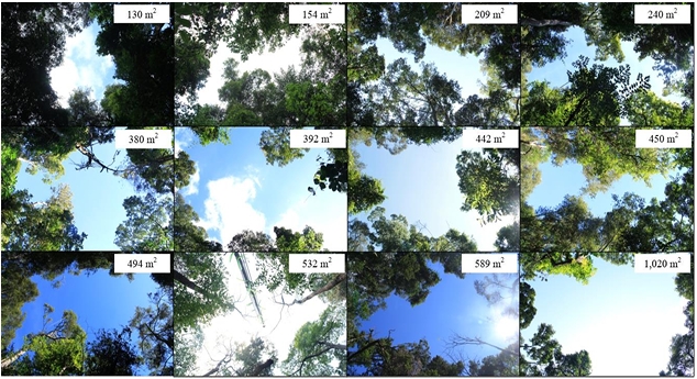 Canopy gaps (size 130 – 1,020 m2) in a lower montane forest, Doi Suthep-Pui National Park.