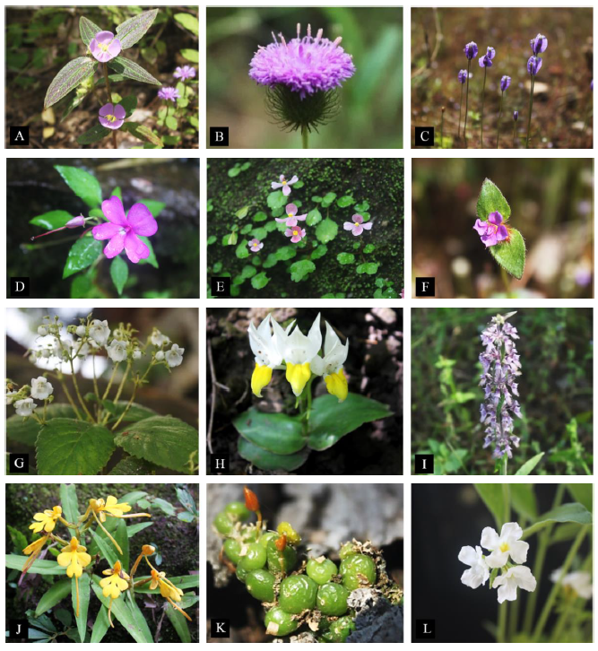  Flowering herbs plant in Phu Sri Tan Wildlife Sanctuary. A) Osbeckia Setoso – annulata; B)  Camchaya spinulifera; C) Burmannia coelestis; D) Impatiens noei; E) Begonia hymenophylla;       F) Osbeckia cochinchinensis; G) Kaisupeea cyanea; H) Pecteilis hawkesiana; I) Platostoma  Fimbriatum; J) Habenaria rhodocheila; K) Bulbophyllum moniliforme; L) Dimetra craibiana.