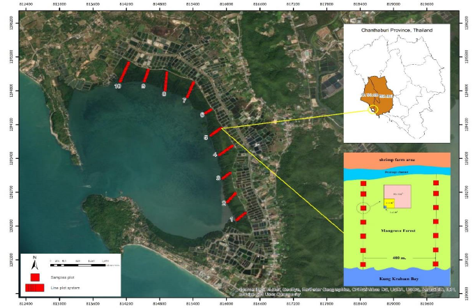 Line transect plot system and permanent plots layout at Kung Krabaen Bay Royal Development Study Centre, Chanthaburi Province, Thailand.