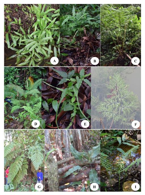 A) Acrostichum aureum L. B) Adiantum flabellulatum L. C) Angiopteris evecta (Forst.) D) Blechnum orientale L. E) Bolbitis heteroclita (Presl) Ching ex C. F) Ceratopteris thalictroides (L.) G) Cibotium barometz (L.) J. H) Colysis pedunculata (Hook. & Grve.) Ching I) Cyclosorus megaphylla (Mett.) K.
