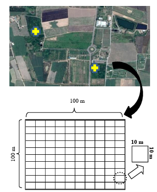 Study area and permanent plot.