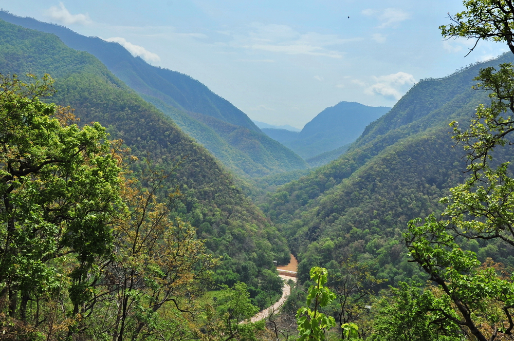 Thai Forest Ecological Research Journal