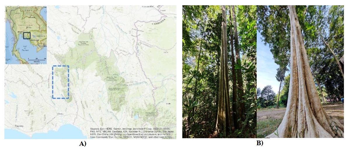 A) Study area, and B) ridge buttress of L. floribunda, which commonly occurs along the trunk.