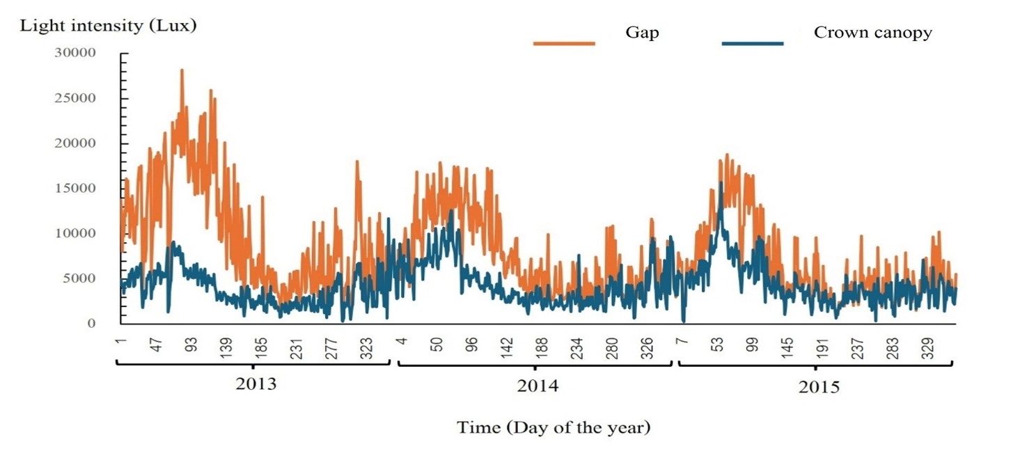 Daily mean light intensity (Lux) during 2013 – 2015 at lower montane forest permanent plot, Huai Kog Ma watershed, Chiang Mai province.
