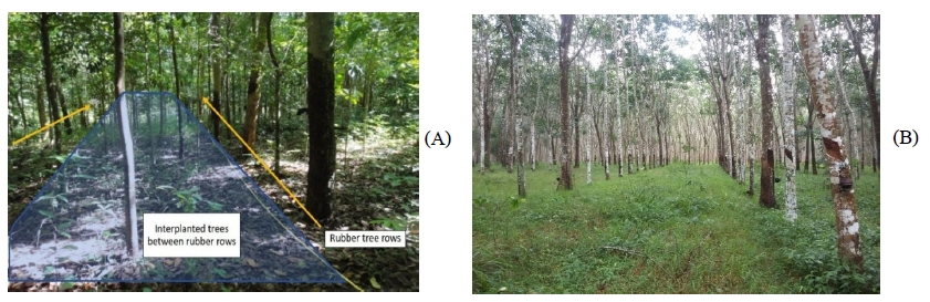 Twenty-year-old rubber agroforest (A) and rubber monoculture (B) in Namnoi subdistrict, Songkhla province.